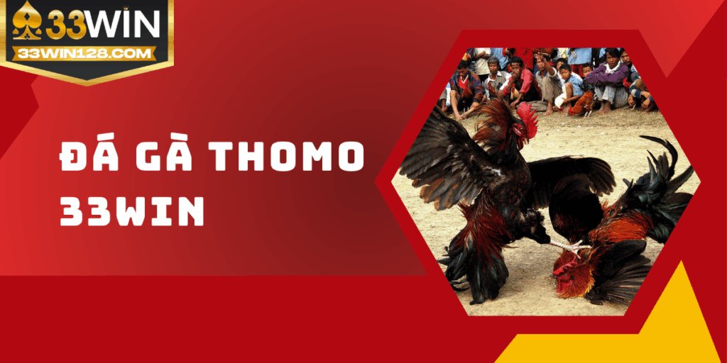 Đá Gà Thomo 33win - Chất lượng đỉnh cao, sống động chân thực