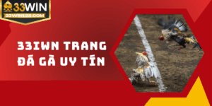Trang đá gà uy tín - Tìm địa chỉ an toàn, tỷ lệ xanh chín