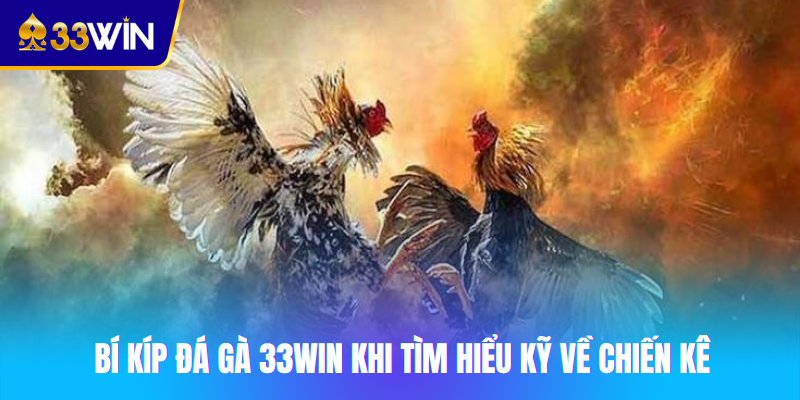Bí kíp đá gà 33win khi tìm hiểu kỹ về chiến kê