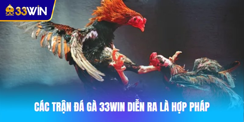 Các trận đá gà 33win diễn ra là hợp pháp