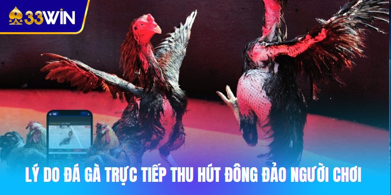 Lý do đá gà trực tiếp thu hút đông đảo người chơi