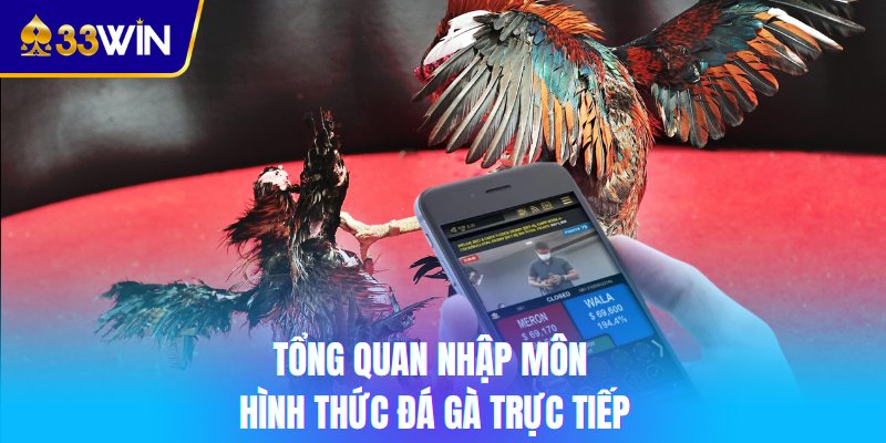 Tổng quan nhập môn hình thức đá gà trực tiếp